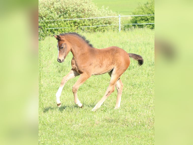 Deutsches Sportpferd Hengst  170 cm Brauner in Obersch&#xF6;na