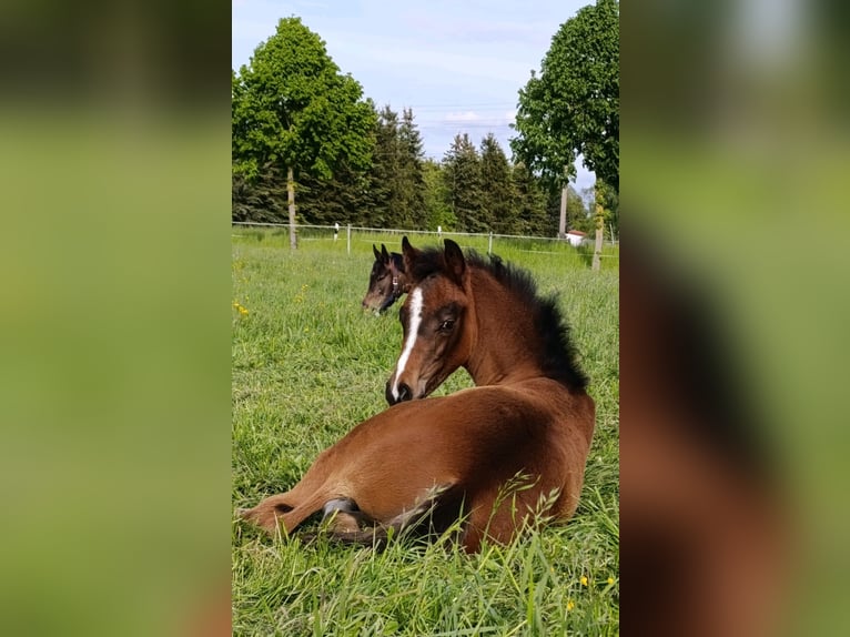 Deutsches Sportpferd Hengst  170 cm Brauner in Obersch&#xF6;na