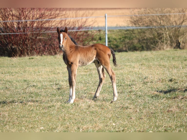 Deutsches Sportpferd Hengst  170 cm Brauner in Obersch&#xF6;na