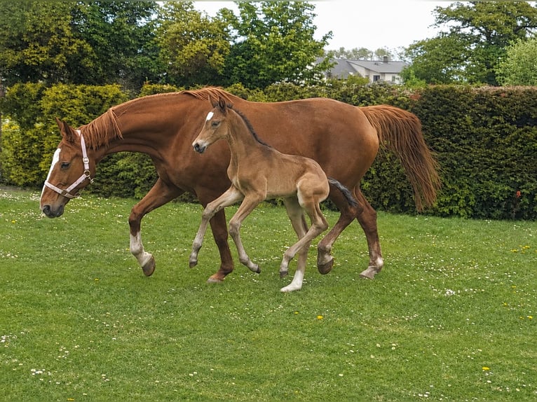 Deutsches Sportpferd Hengst Fohlen (05/2026) 170 cm Brauner in Pirow
