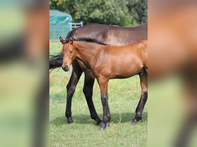 Deutsches Sportpferd Hengst Fohlen (05/2025) 170 cm Brauner in Leest