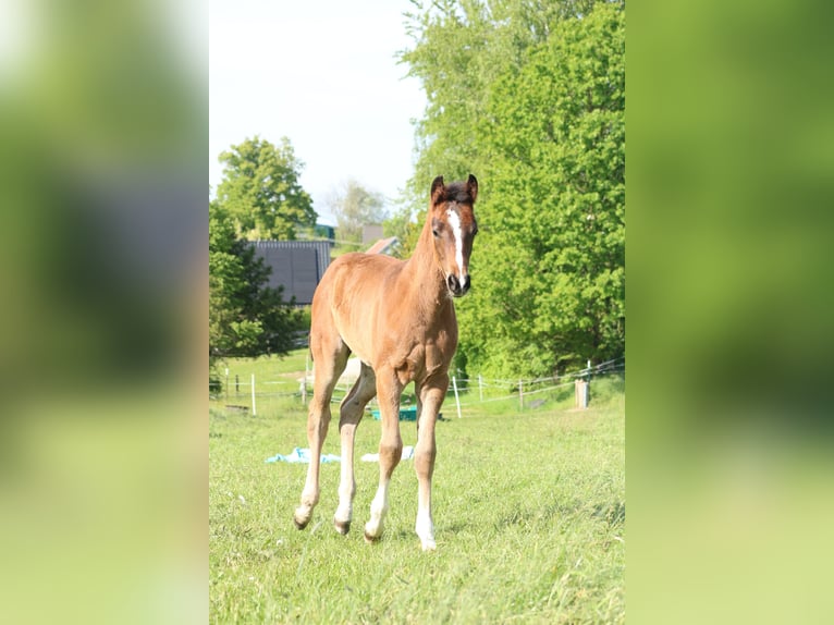 Deutsches Sportpferd Hengst Fohlen (03/2025) 170 cm Brauner in Freiberg