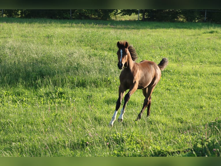 Deutsches Sportpferd Hengst Fohlen (03/2025) 170 cm Brauner in Freiberg