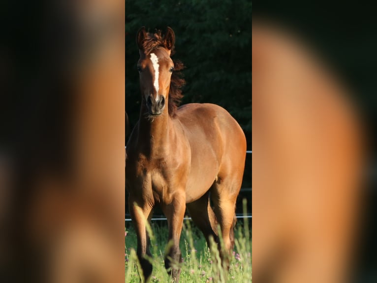 Deutsches Sportpferd Hengst Fohlen (03/2025) 170 cm Brauner in Freiberg