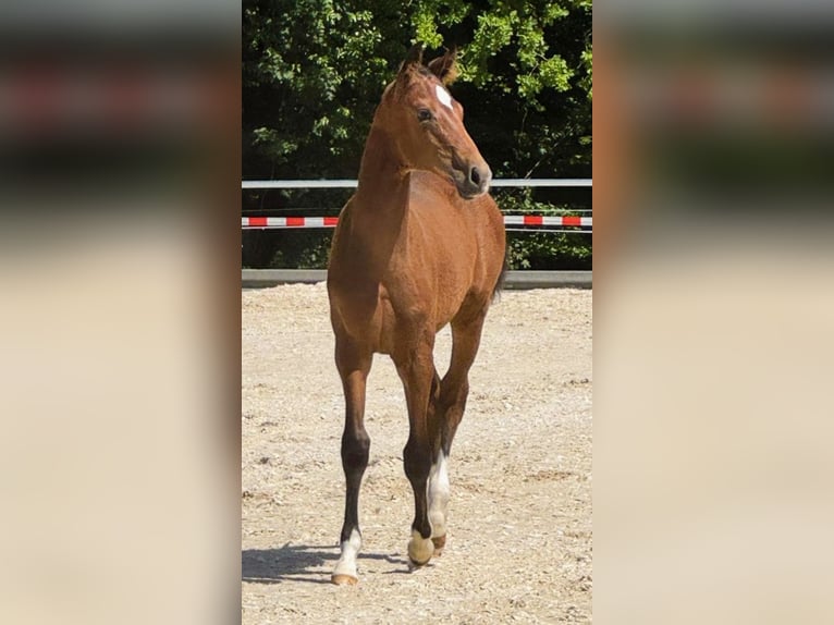 Deutsches Sportpferd Hengst  170 cm Brauner in Wangen im Allg&#xE4;u
