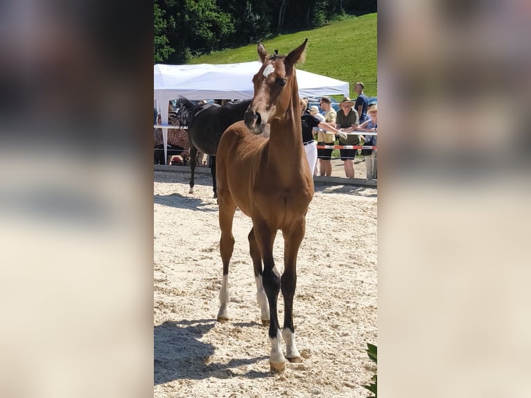 Deutsches Sportpferd Hengst  170 cm Brauner in Wangen im Allg&#xE4;u