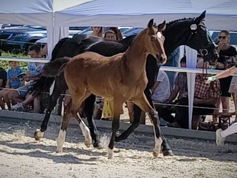 Deutsches Sportpferd Hengst  170 cm Brauner in Wangen im Allg&#xE4;u