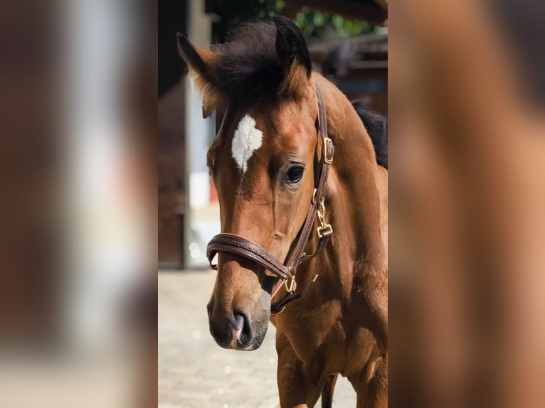 Deutsches Sportpferd Hengst  170 cm Brauner in Wangen im Allg&#xE4;u