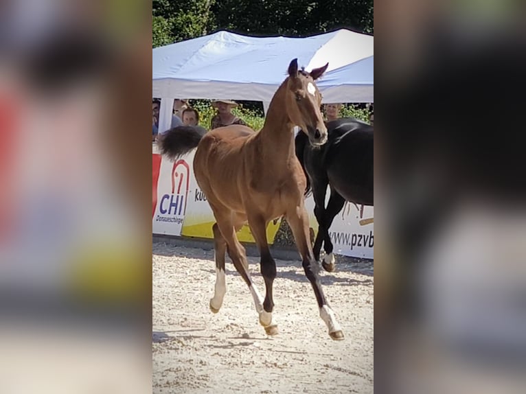 Deutsches Sportpferd Hengst  170 cm Brauner in Wangen im Allg&#xE4;u