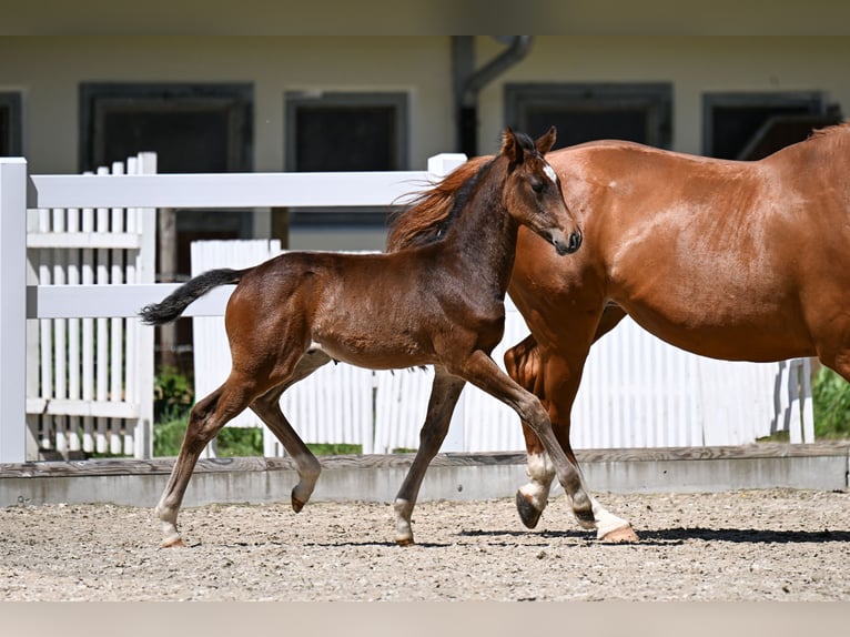 Deutsches Sportpferd Hengst Fohlen (04/2026) 170 cm Brauner in Kaltental