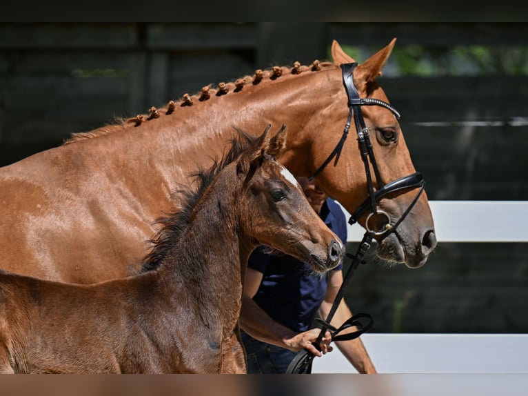 Deutsches Sportpferd Hengst Fohlen (04/2026) 170 cm Brauner in Kaltental