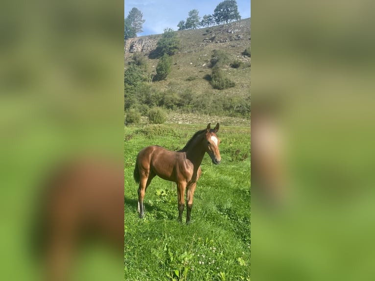 Deutsches Sportpferd Hengst Fohlen (05/2026) 170 cm Brauner in Münsingen