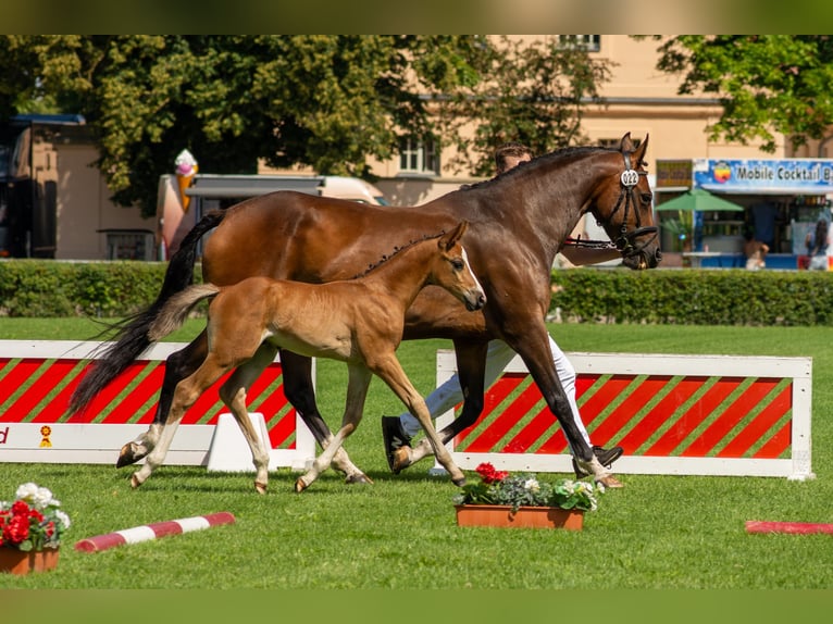 Deutsches Sportpferd Hengst Fohlen (01/2025) 170 cm Brauner in Kremmen