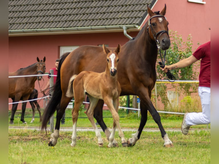 Deutsches Sportpferd Hengst Fohlen (01/2025) 170 cm Brauner in Kremmen