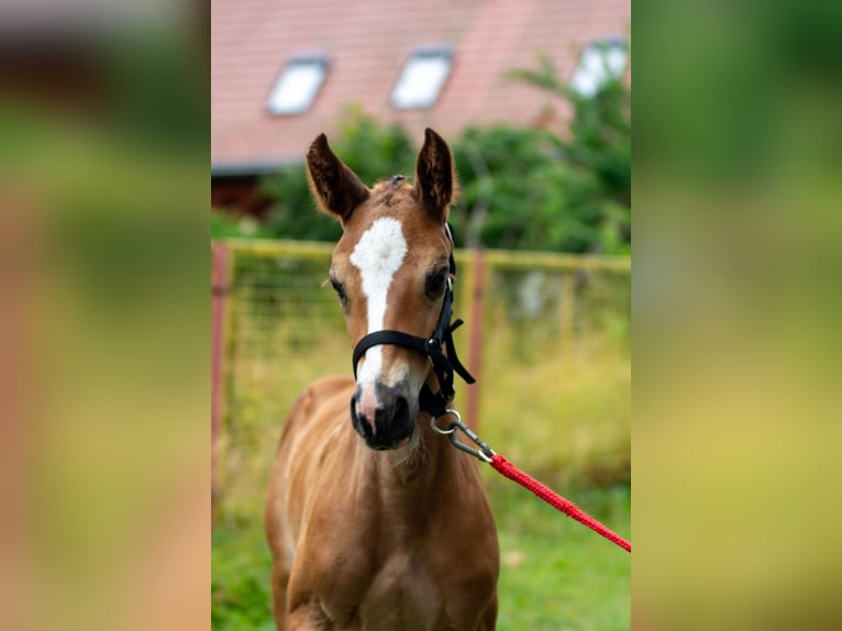 Deutsches Sportpferd Hengst Fohlen (01/2025) 170 cm Brauner in Kremmen