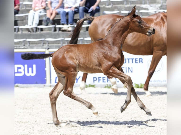 Deutsches Sportpferd Hengst Fohlen (05/2026) 170 cm Brauner in Neusäß