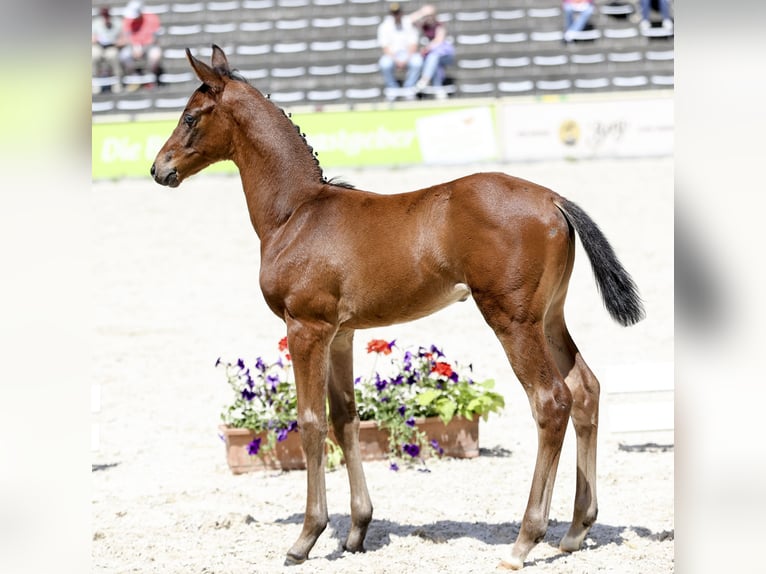 Deutsches Sportpferd Hengst Fohlen (05/2026) 170 cm Brauner in Neusäß