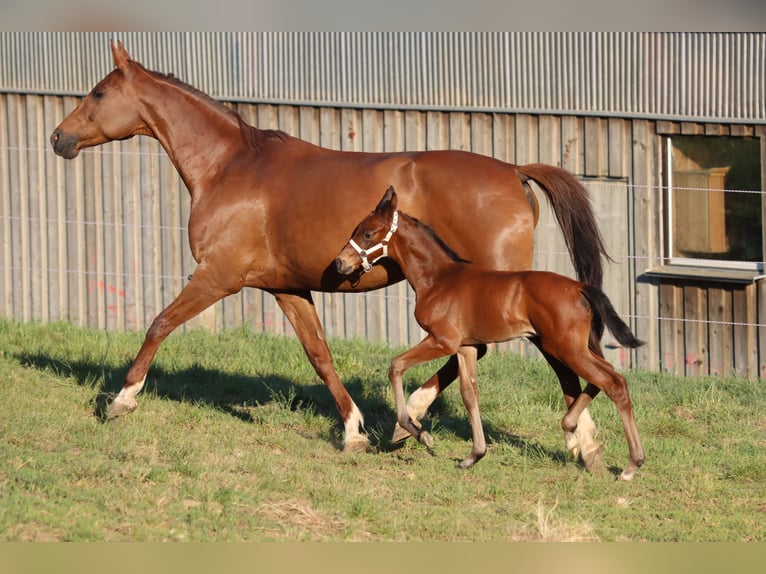 Deutsches Sportpferd Hengst Fohlen (05/2026) 170 cm Brauner in Neusäß