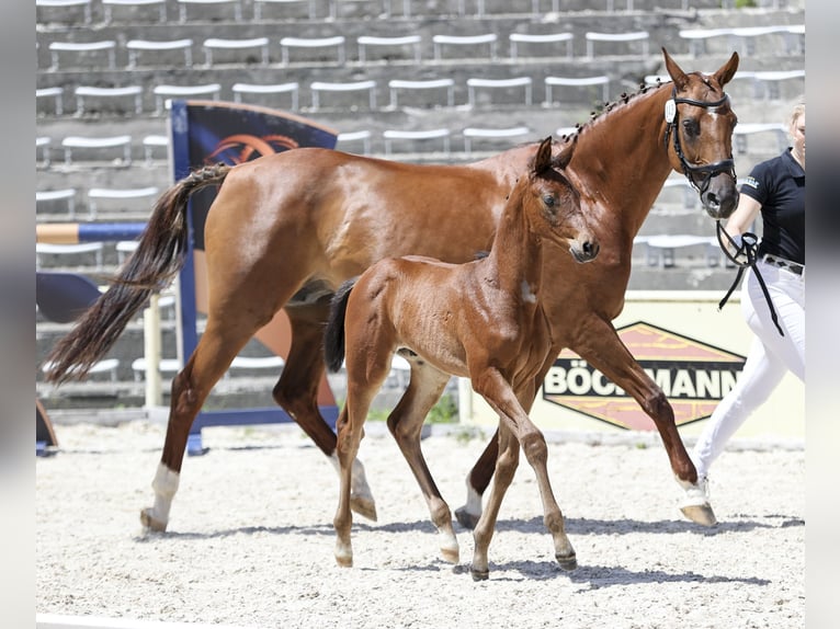 Deutsches Sportpferd Hengst Fohlen (05/2026) 170 cm Brauner in Neusäß