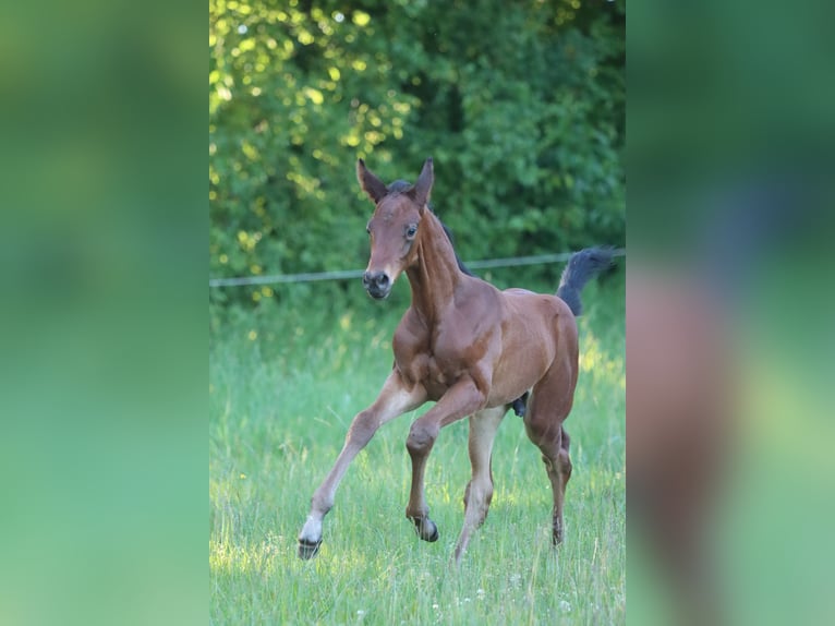 Deutsches Sportpferd Hengst Fohlen (05/2026) 170 cm Brauner in Neusäß