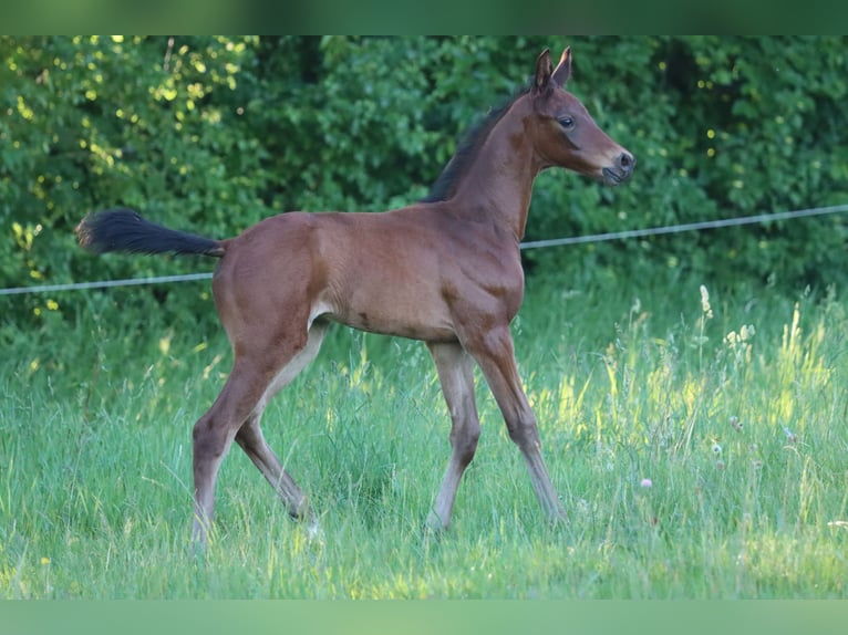 Deutsches Sportpferd Hengst Fohlen (05/2026) 170 cm Brauner in Neusäß