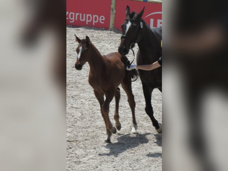 Deutsches Sportpferd Hengst  170 cm Brauner in Balingen