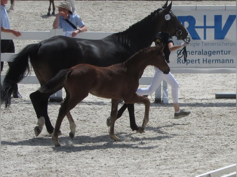 Deutsches Sportpferd Hengst  170 cm Brauner in Balingen