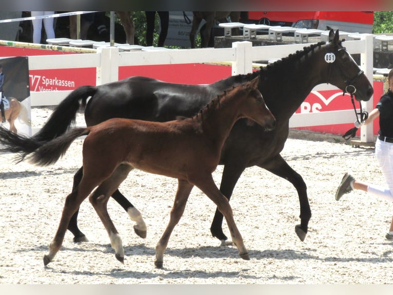 Deutsches Sportpferd Hengst Fohlen (03/2025) 170 cm Brauner in Balingen