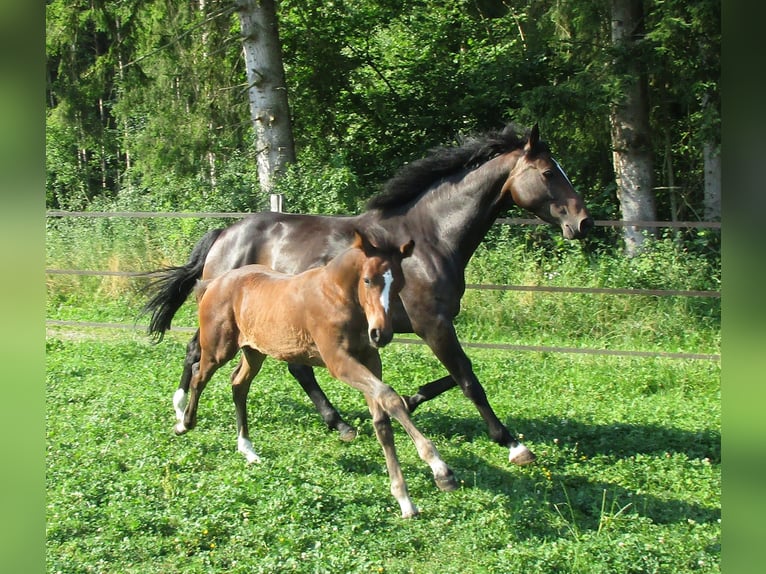 Deutsches Sportpferd Hengst Fohlen (03/2025) 170 cm Brauner in Balingen
