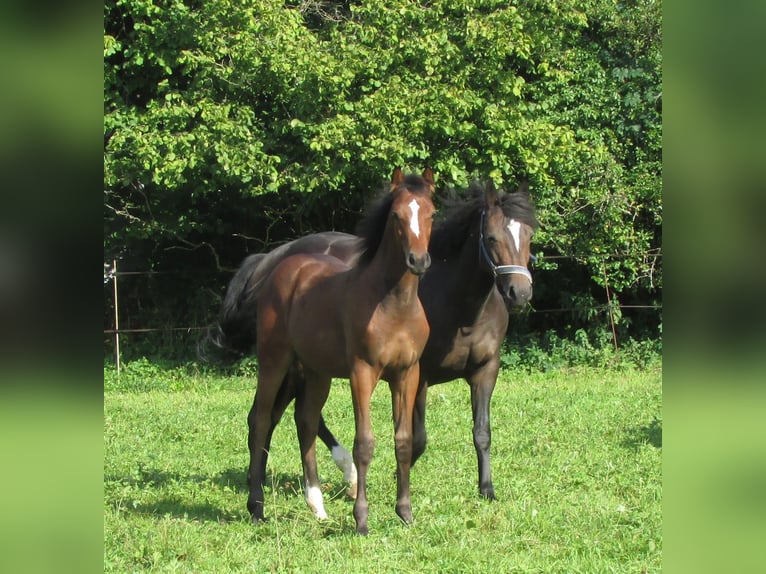 Deutsches Sportpferd Hengst Fohlen (03/2025) 170 cm Brauner in Balingen