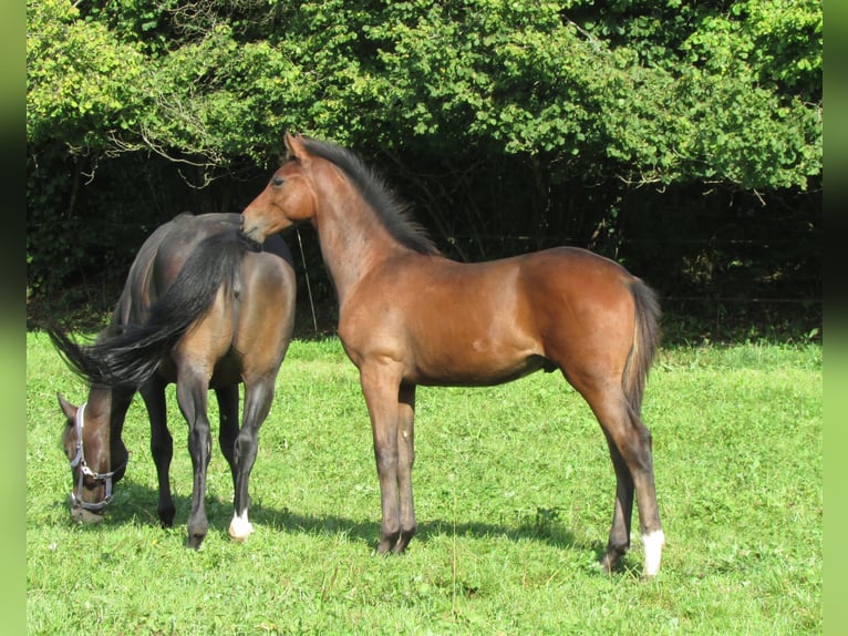 Deutsches Sportpferd Hengst Fohlen (03/2025) 170 cm Brauner in Balingen