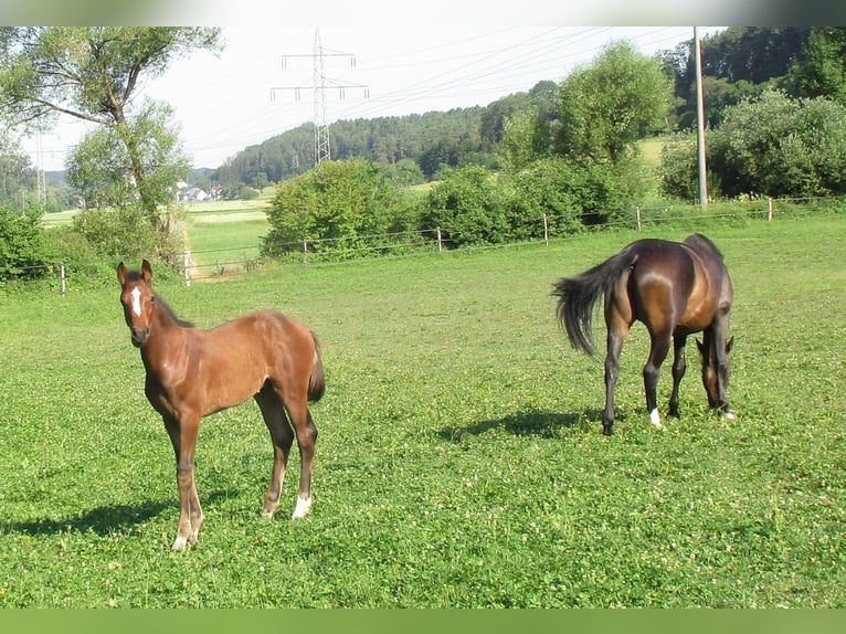 Deutsches Sportpferd Hengst Fohlen (03/2025) 170 cm Brauner in Balingen