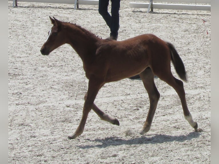 Deutsches Sportpferd Hengst  170 cm Brauner in Balingen