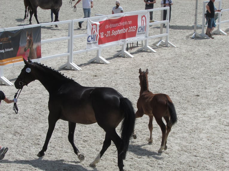 Deutsches Sportpferd Hengst  170 cm Brauner in Balingen