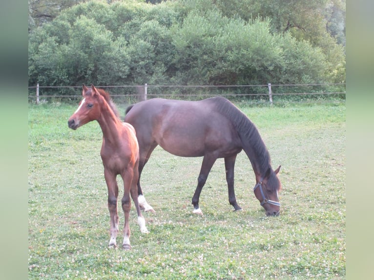 Deutsches Sportpferd Hengst Fohlen (03/2025) 170 cm Brauner in Balingen