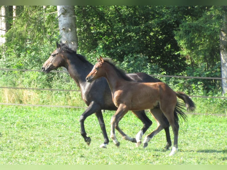 Deutsches Sportpferd Hengst Fohlen (03/2025) 170 cm Brauner in Balingen