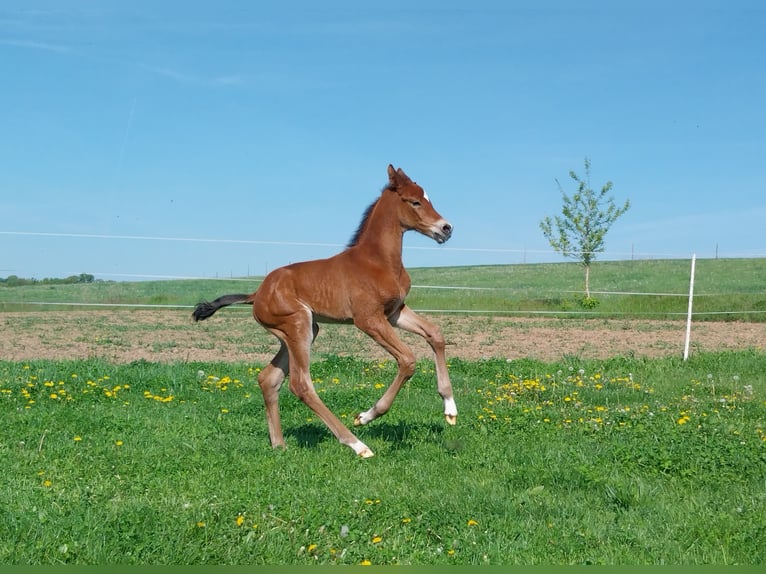 Deutsches Sportpferd Hengst  170 cm Brauner in Querfurt