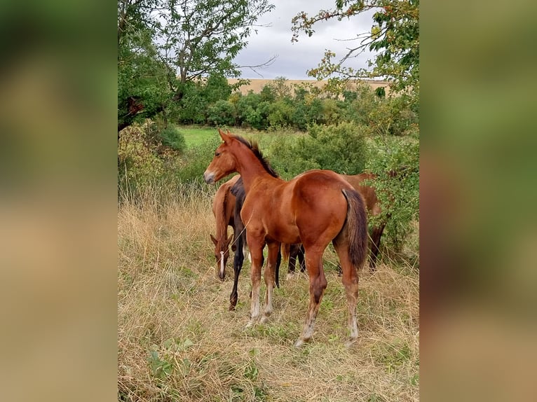 Deutsches Sportpferd Hengst Fohlen (04/2025) 170 cm Brauner in Querfurt