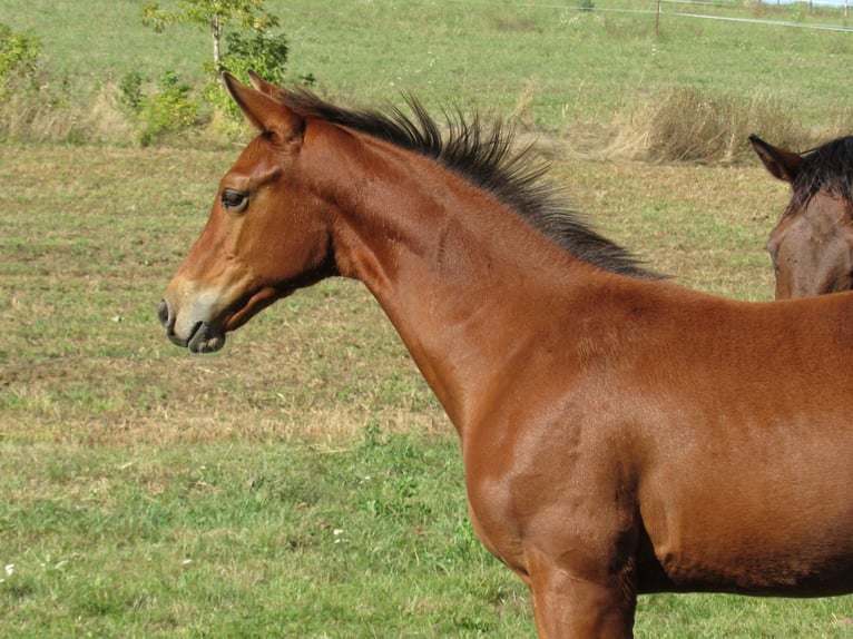 Deutsches Sportpferd Hengst Fohlen (04/2025) 170 cm Brauner in Querfurt