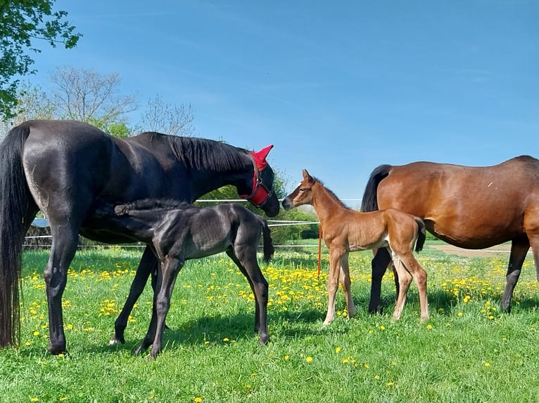 Deutsches Sportpferd Hengst  170 cm Brauner in Querfurt