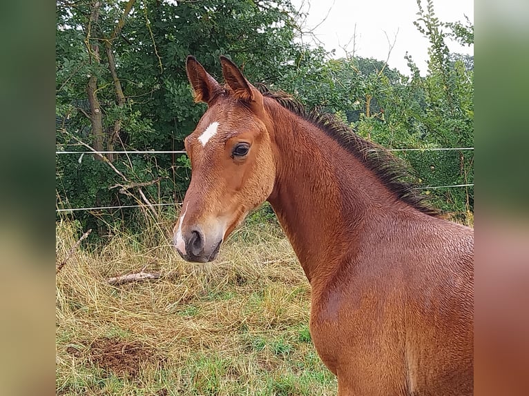 Deutsches Sportpferd Hengst Fohlen (04/2025) 170 cm Brauner in Querfurt
