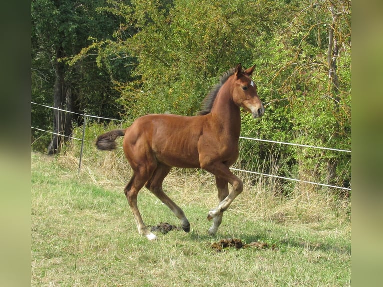 Deutsches Sportpferd Hengst Fohlen (04/2025) 170 cm Brauner in Querfurt