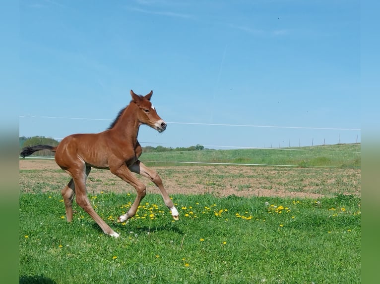 Deutsches Sportpferd Hengst  170 cm Brauner in Querfurt