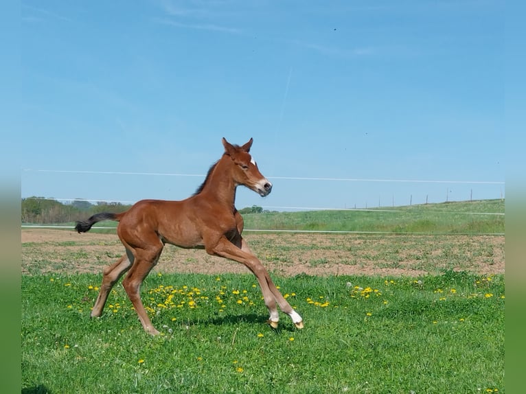Deutsches Sportpferd Hengst  170 cm Brauner in Querfurt