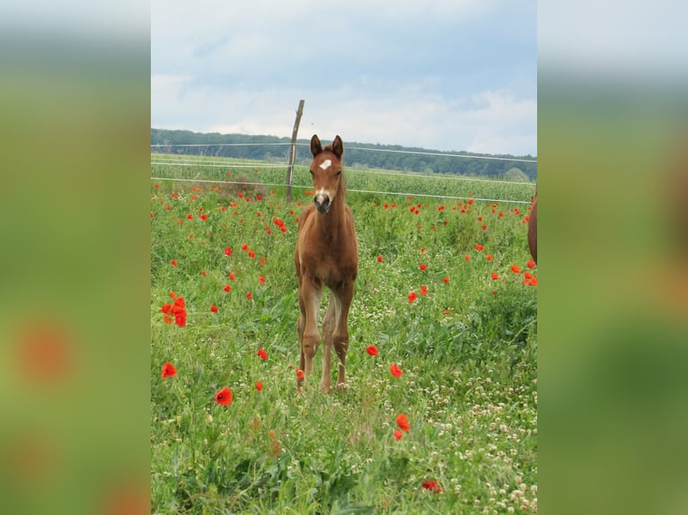 Deutsches Sportpferd Hengst  170 cm Brauner in Querfurt