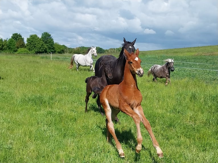 Deutsches Sportpferd Hengst  170 cm Brauner in Querfurt