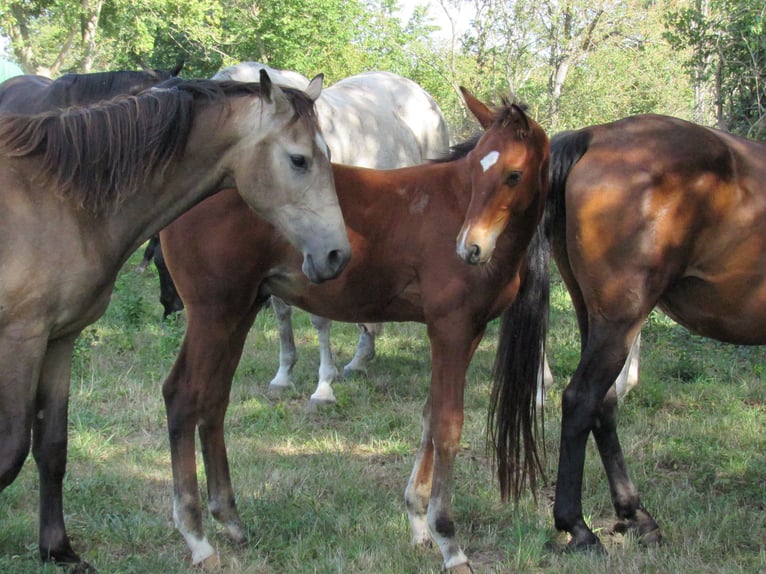 Deutsches Sportpferd Hengst Fohlen (04/2025) 170 cm Brauner in Querfurt