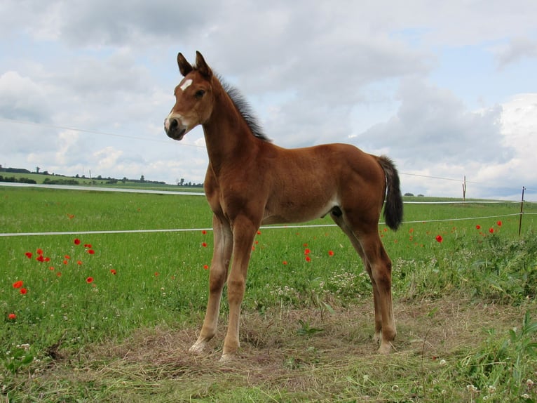 Deutsches Sportpferd Hengst  170 cm Brauner in Querfurt