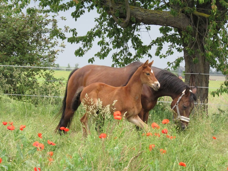 Deutsches Sportpferd Hengst  170 cm Brauner in Querfurt