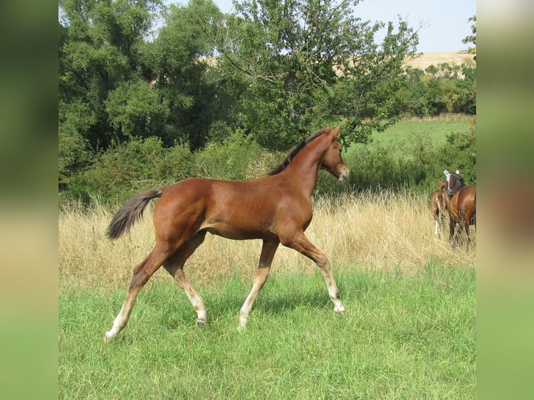 Deutsches Sportpferd Hengst Fohlen (04/2025) 170 cm Brauner in Querfurt